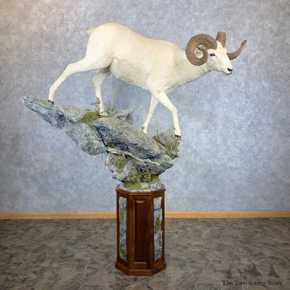 Dall Sheep Life-Size Mount For Sale #23383 @ The Taxidermy Store
