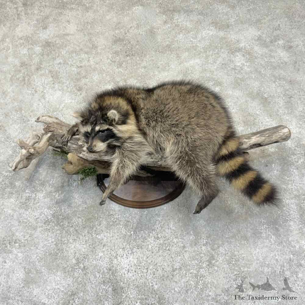Raccoon Life Size Mount For Sale #31529 @ The Taxidermy Store