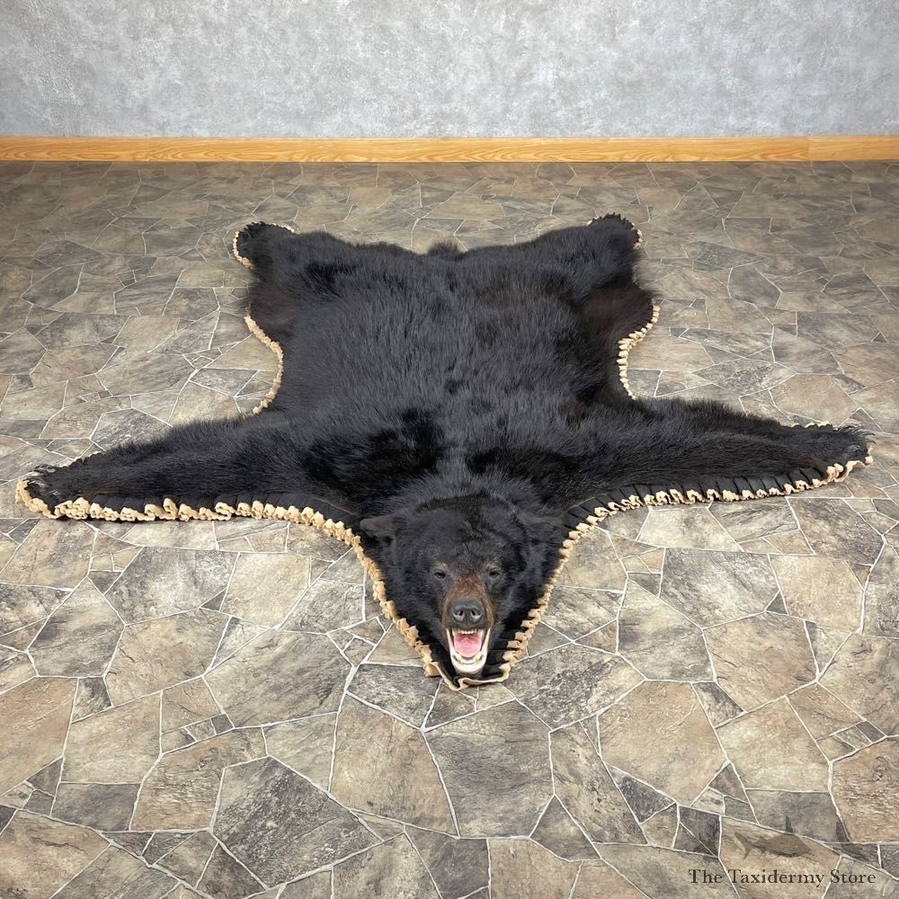 Black Bear Full-Size Rug For Sale #24561 @ The Taxidermy Store