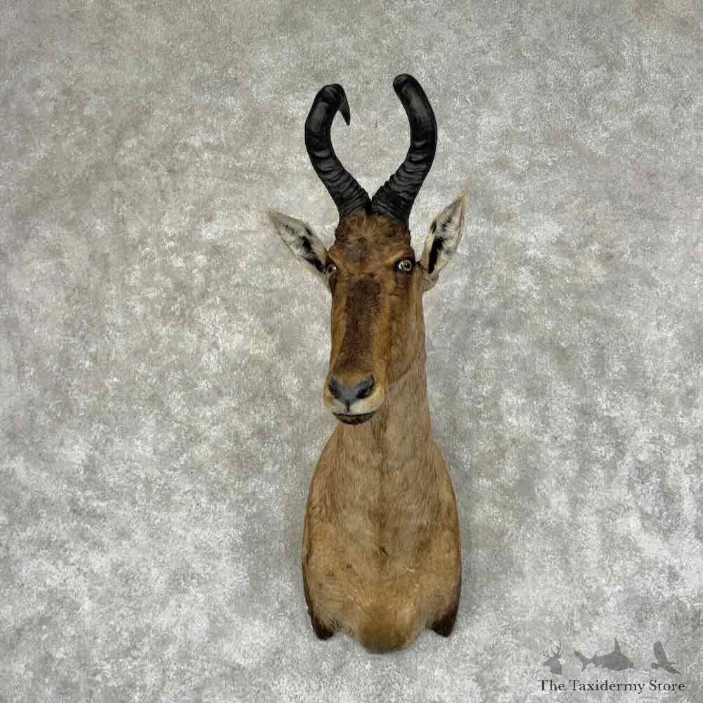 Red Cape Hartebeest Shoulder Mount For Sale #32061 @ The Taxidermy Store