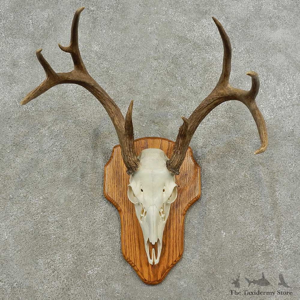 Whitetail Deer Skull European Mount For Sale #16886 @ The Taxidermy Store