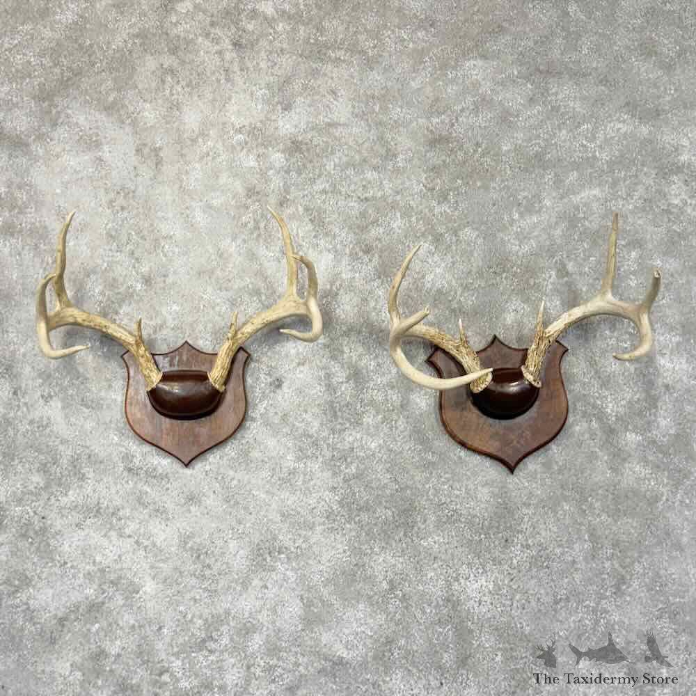 Whitetail Deer Antler Plaque Pair For Sale #30338 @ The Taxidermy Store