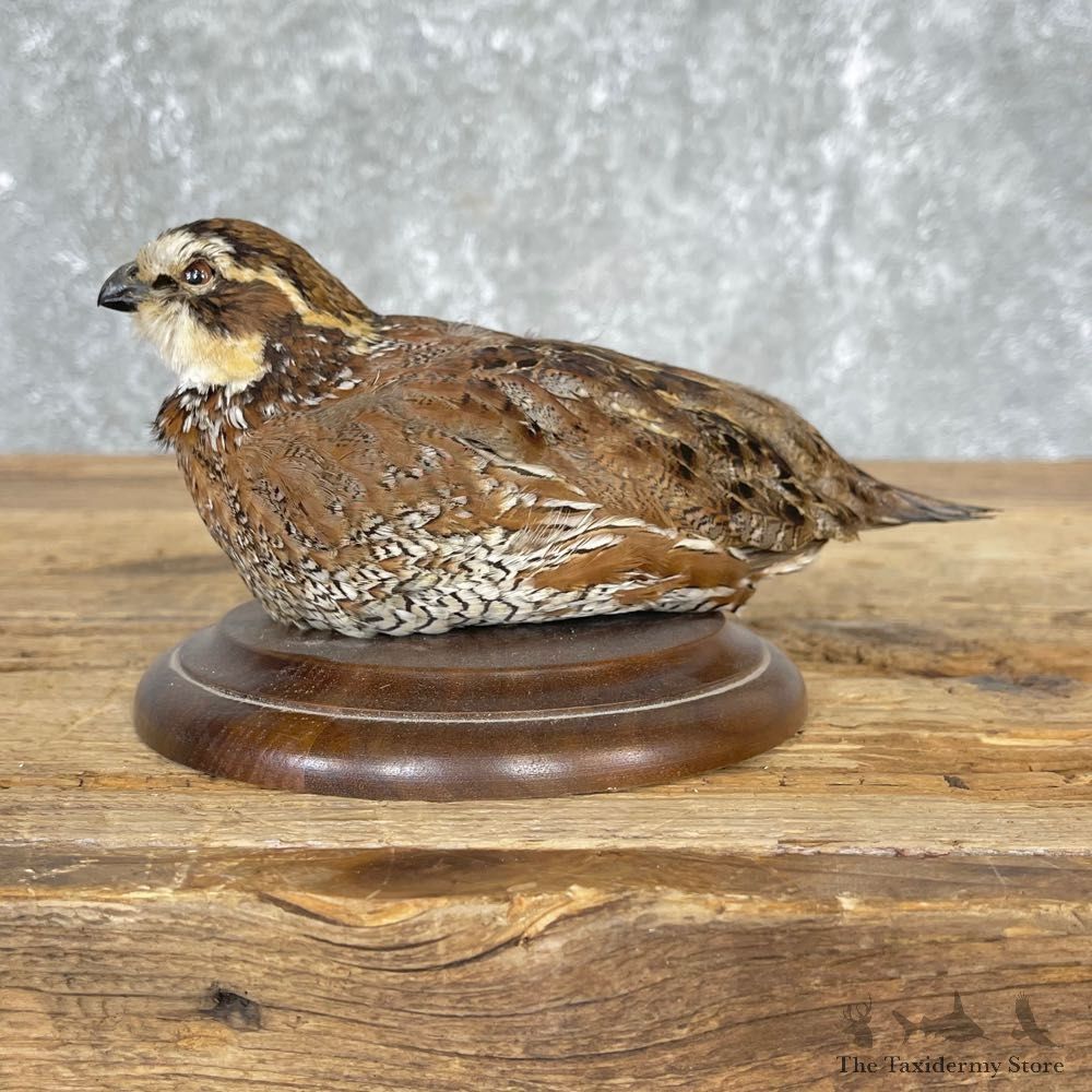 Bobwhite Quail Bird Mount For Sale #24839 @ The Taxidermy Store