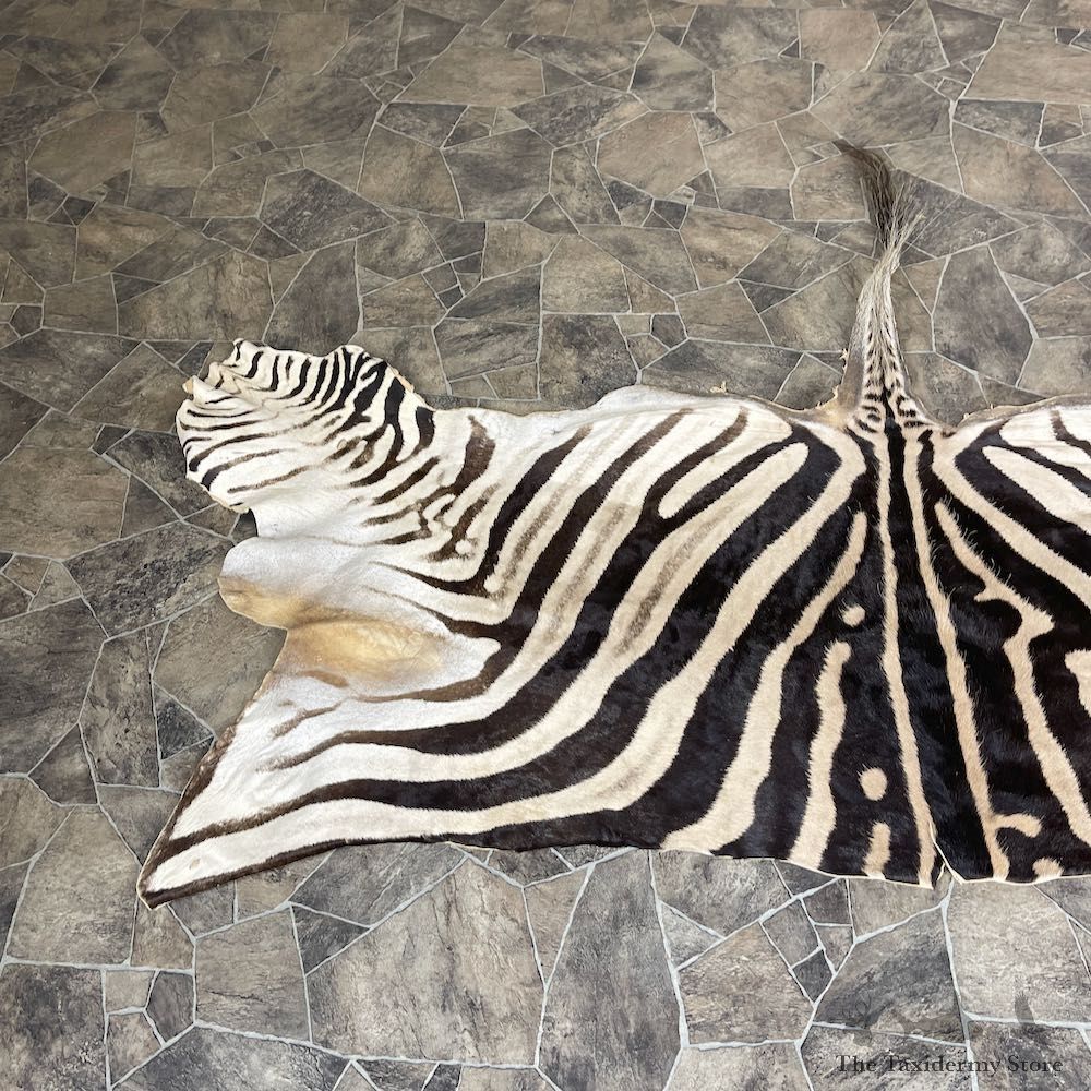 African Zebra Back Hide For Sale #25365 @ The Taxidermy Store