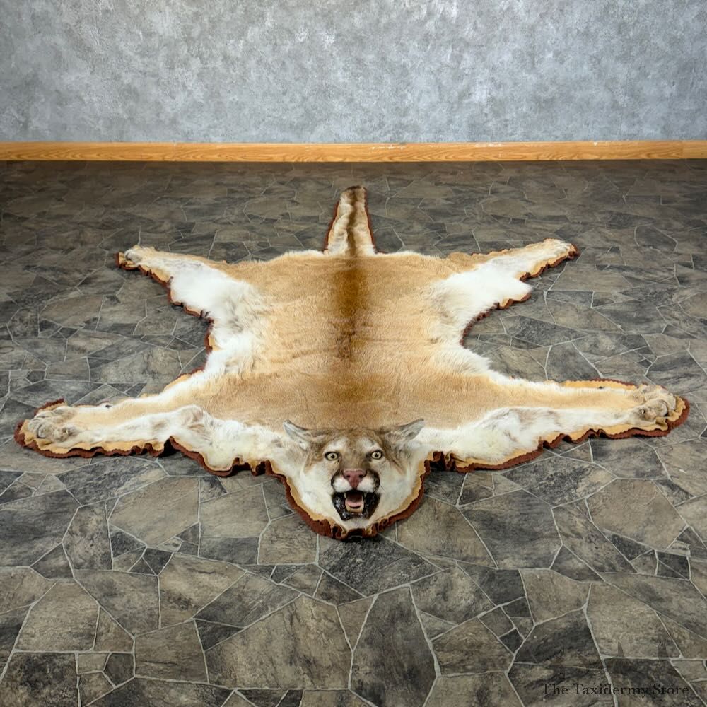 Mountain Lion Full-Size Rug For Sale #28859 @ The Taxidermy Store