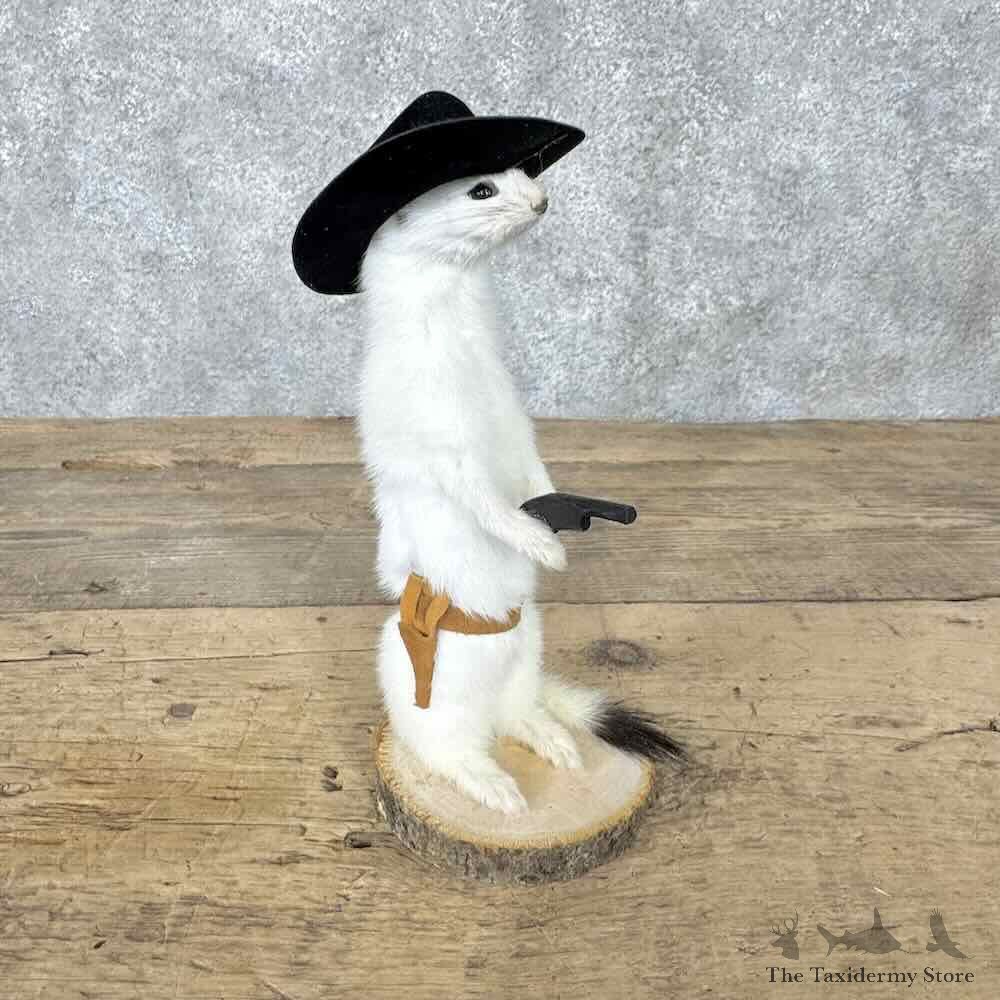 Cowboy Ermine Novelty Mount For Sale #30615 @ The Taxidermy Store