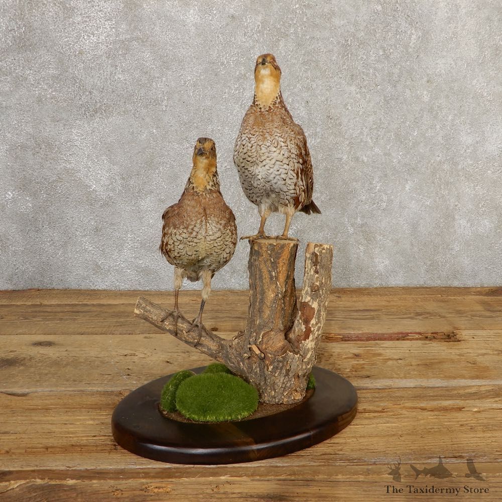 Bobwhite Quail Pair Bird Mount For Sale #20773 @ The Taxidermy Store