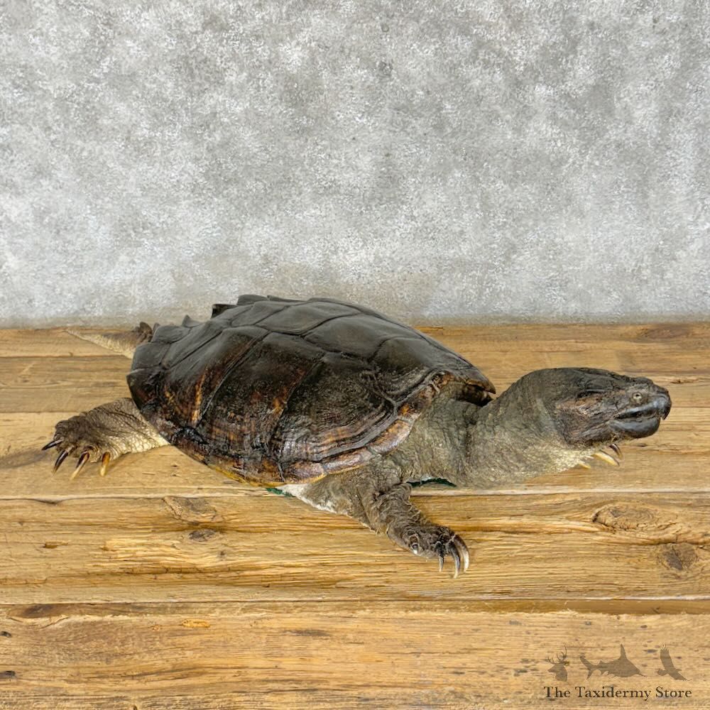 Common Snapping Turtle Mount For Sale #28793 @ The Taxidermy Store