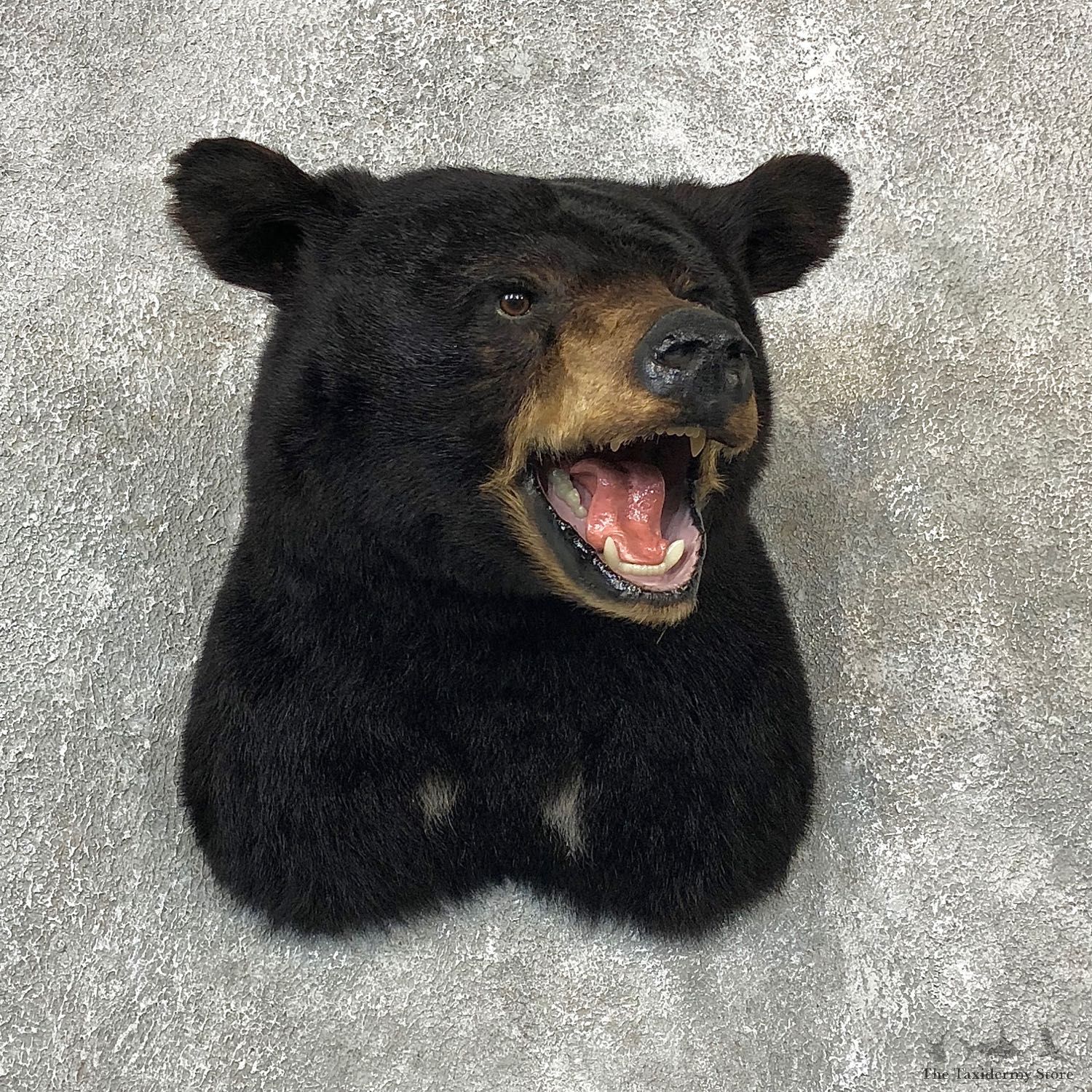 Black Bear Shoulder Taxidermy Mount For Sale #19286 @ The Taxidermy Store