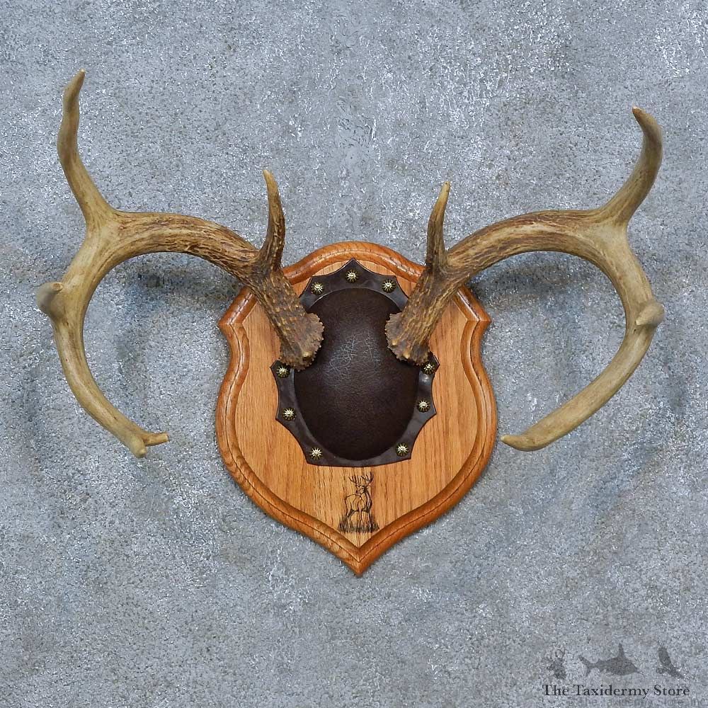 Whitetail Deer Antler Plaque Mount For Sale #15279 @ The Taxidermy Store