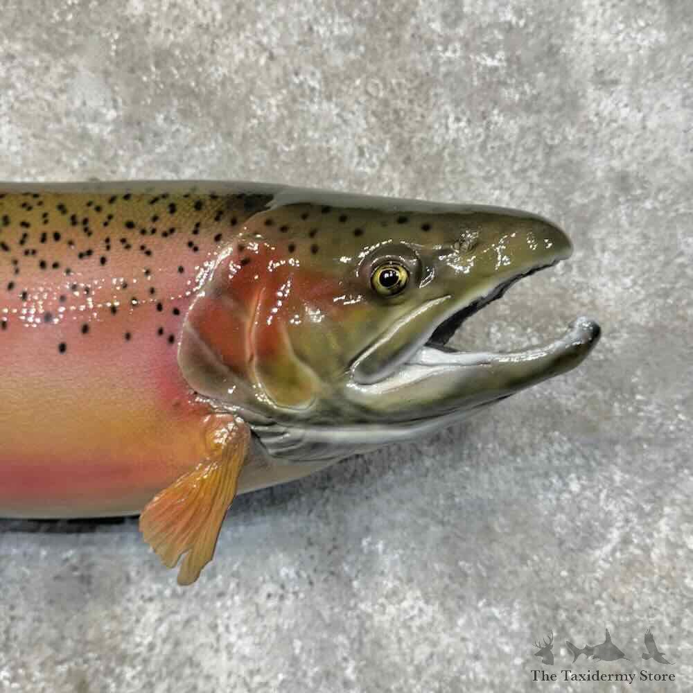 Rainbow Trout Fish Mount For Sale #30449 @ The Taxidermy Store