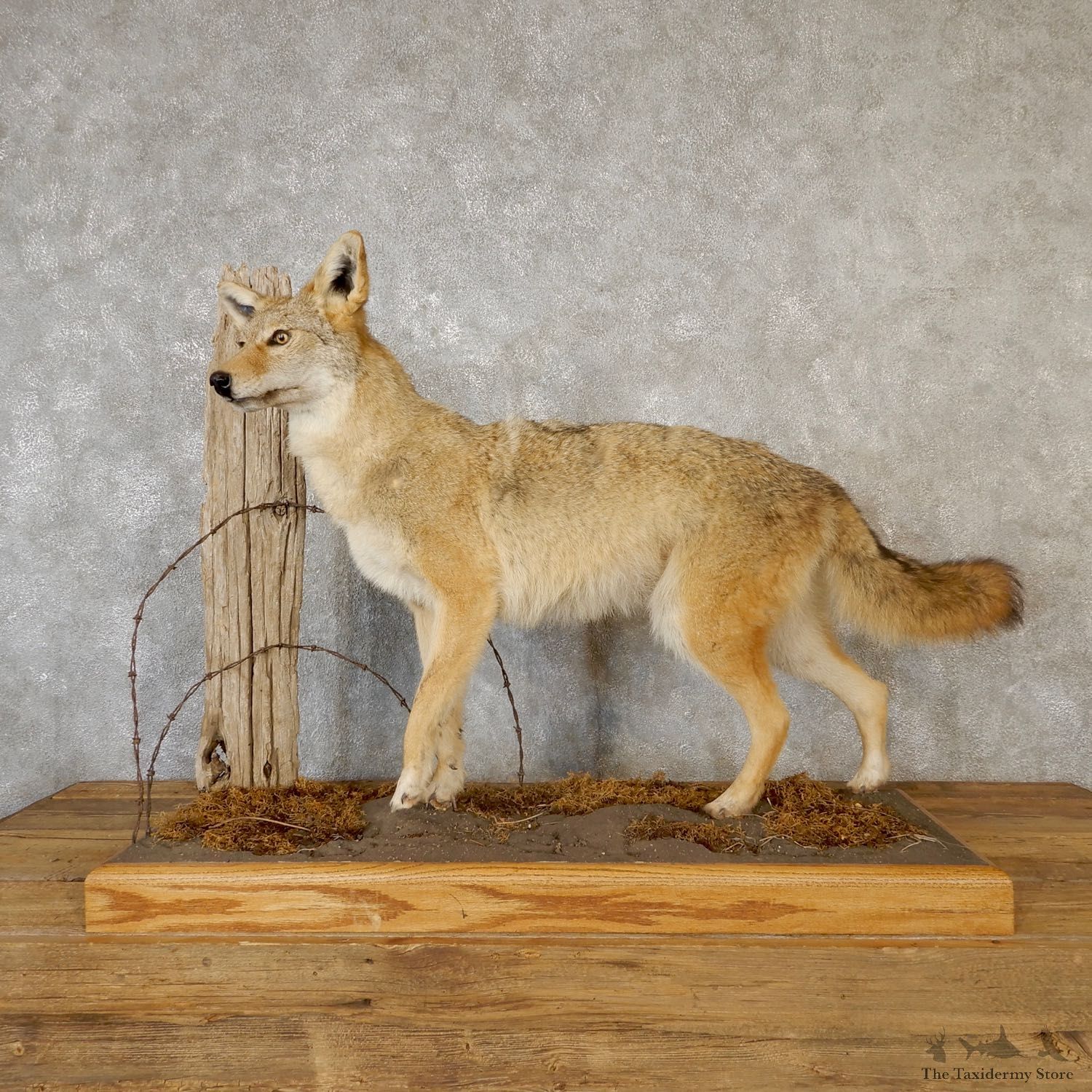 Coyote Life Size Mount #19277 For Sale @ The Taxidermy Store