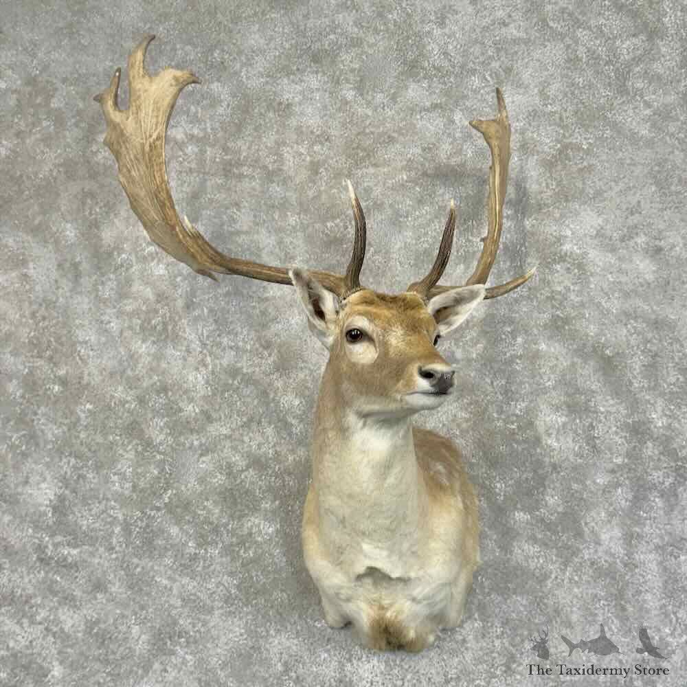 Fallow Deer Shoulder Mount For Sale #31178 @ The Taxidermy Store