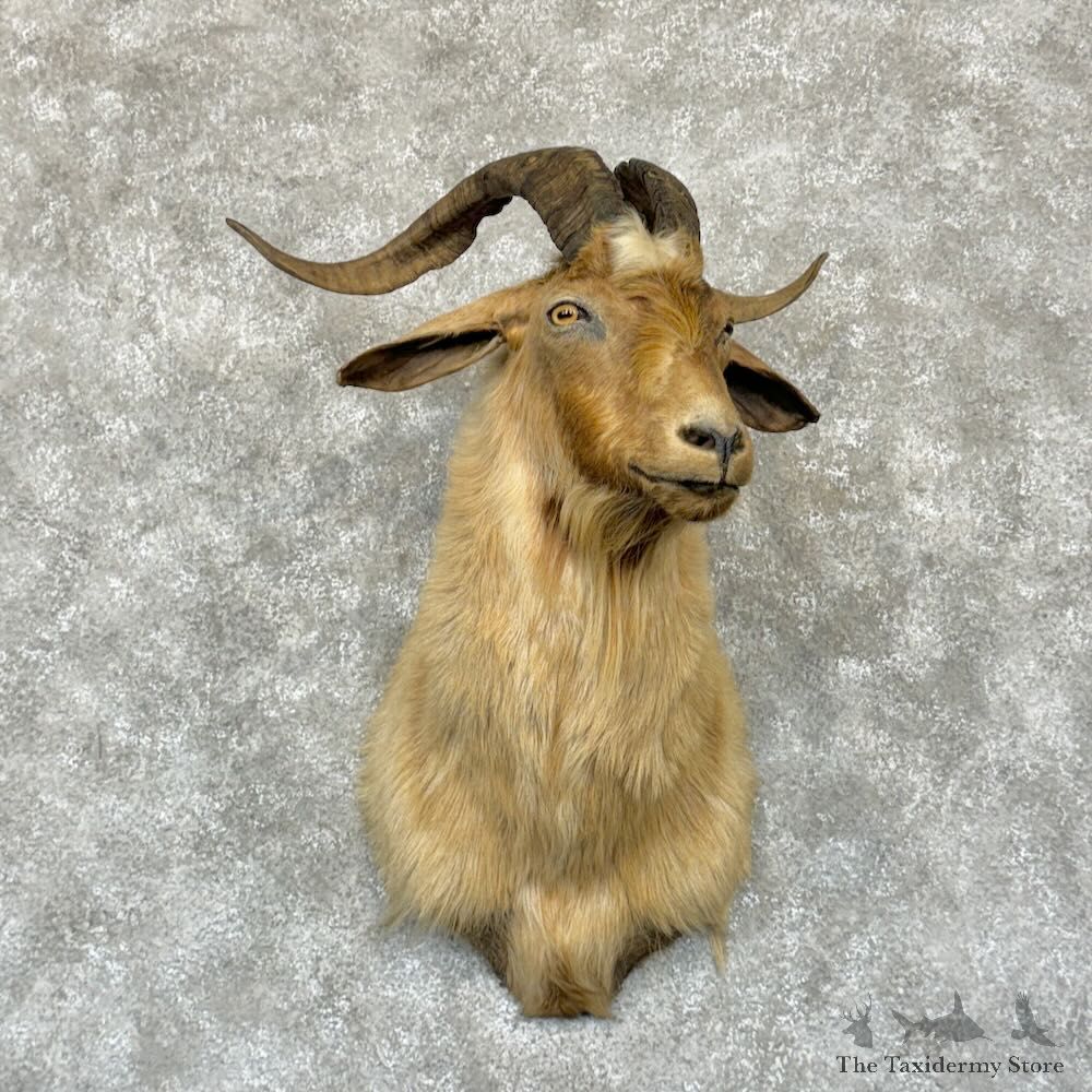 Feral Goat Shoulder Mount For Sale #29180 @ The Taxidermy Store