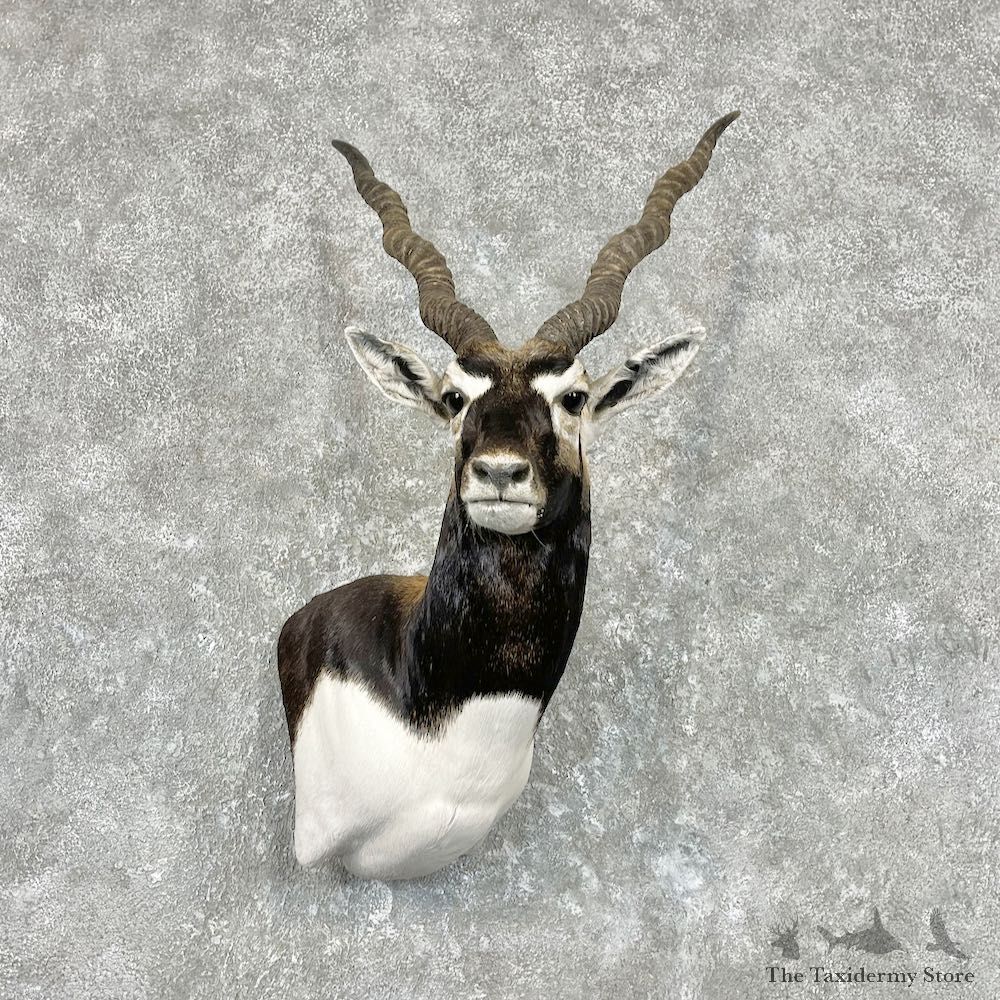India Blackbuck Wall Pedestal Mount For Sale #26917 @ The Taxidermy Store