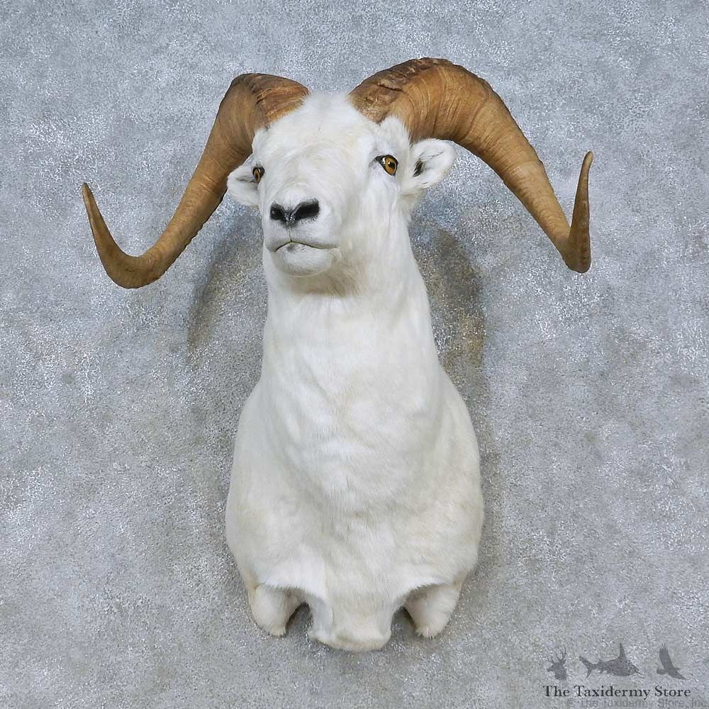 Dall Sheep Shoulder Mount For Sale #15080 @ The Taxidermy Store