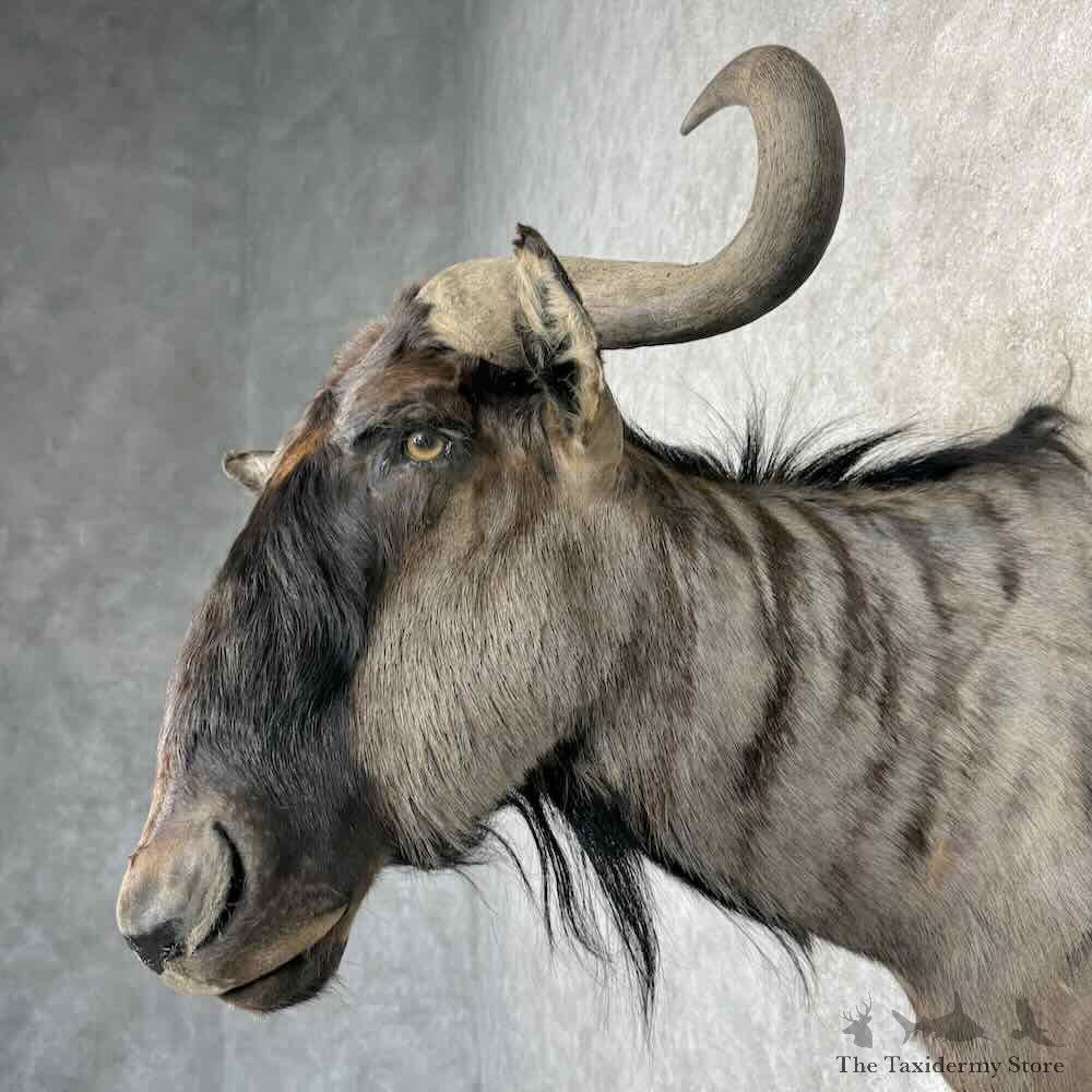 Blue Wildebeest Shoulder Mount For Sale #30418 @ The Taxidermy Store