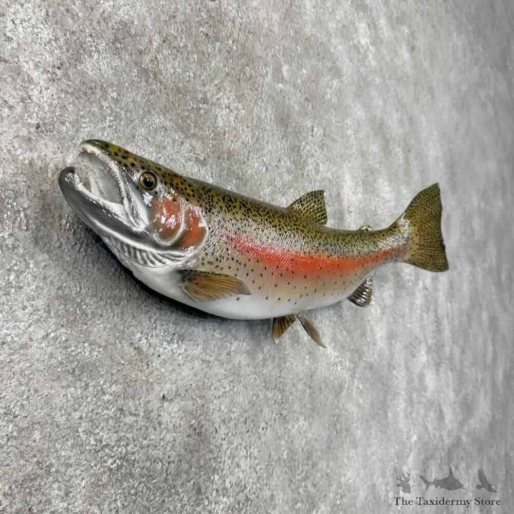 Rainbow Trout Fish Mount For Sale #30457 @ The Taxidermy Store
