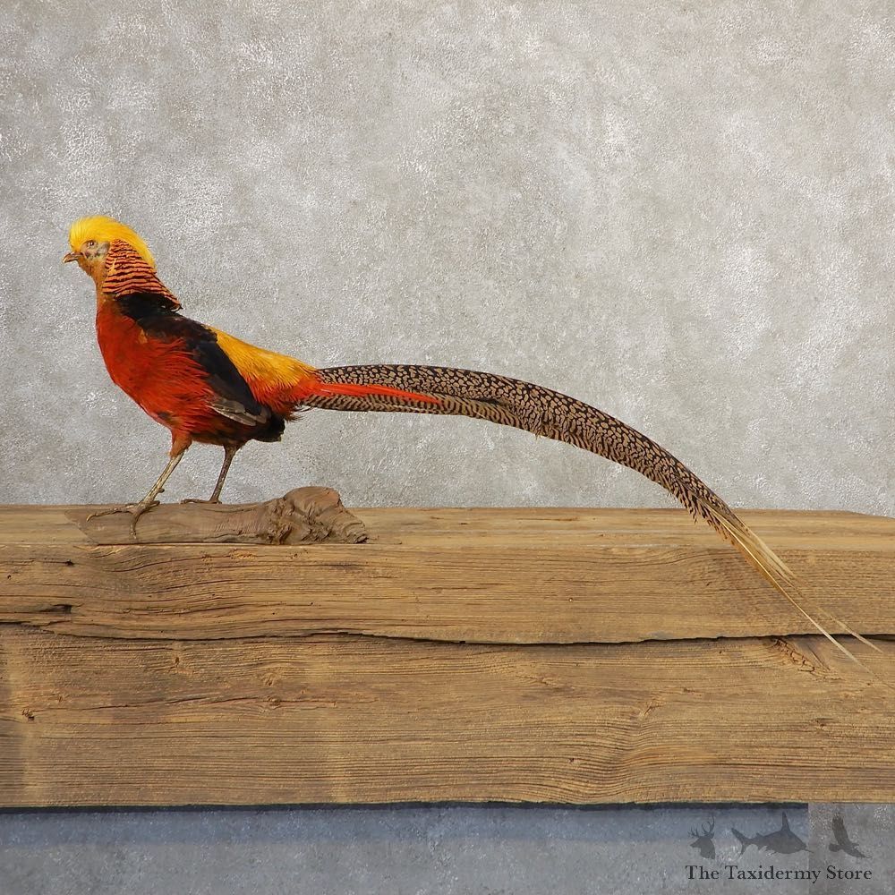 Red Golden Pheasant Bird Mount For Sale #20775 @ The Taxidermy Store