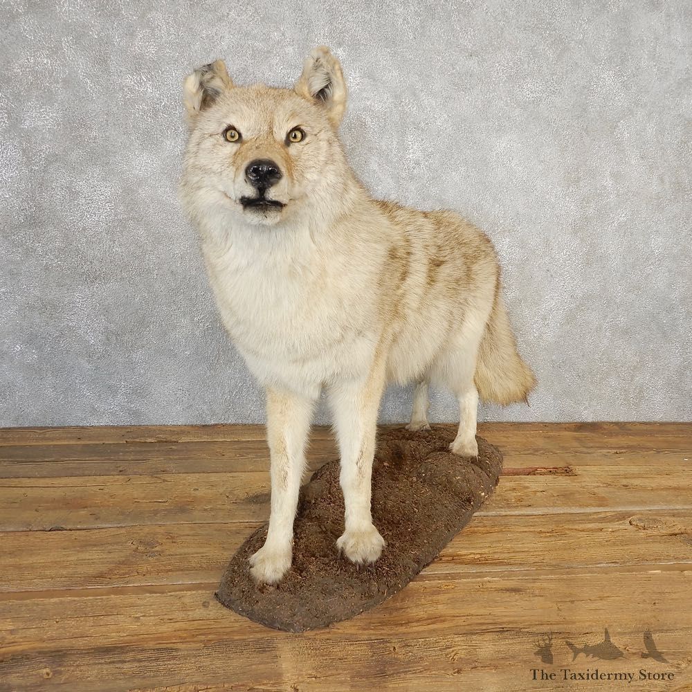 Coyote Life-Size Mount For Sale #21114 @ The Taxidermy Store