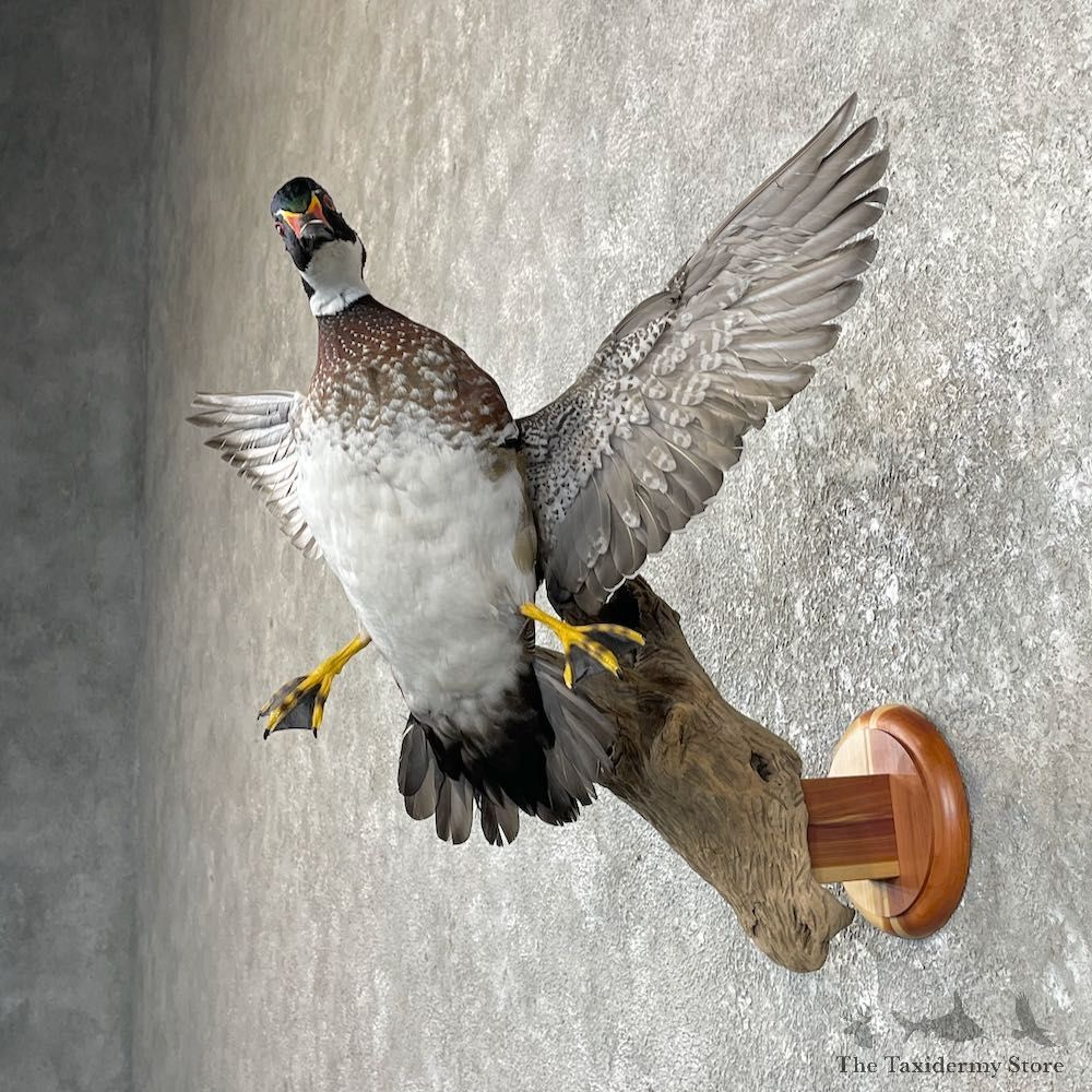 Wood Duck Taxidermy Bird Mount For Sale #26034 @ The Taxidermy Store
