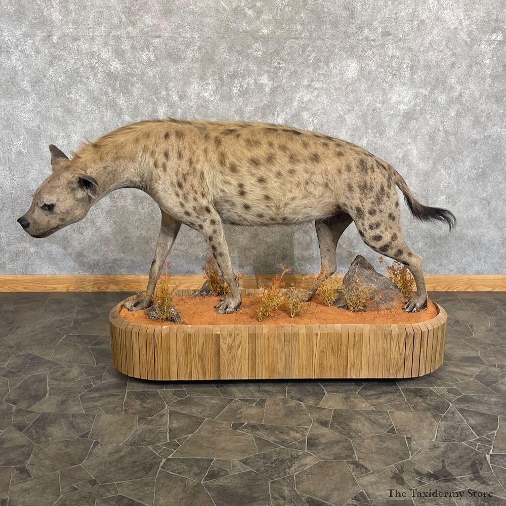 African Hyena Life-Size Mount For Sale #27670 @ The Taxidermy Store