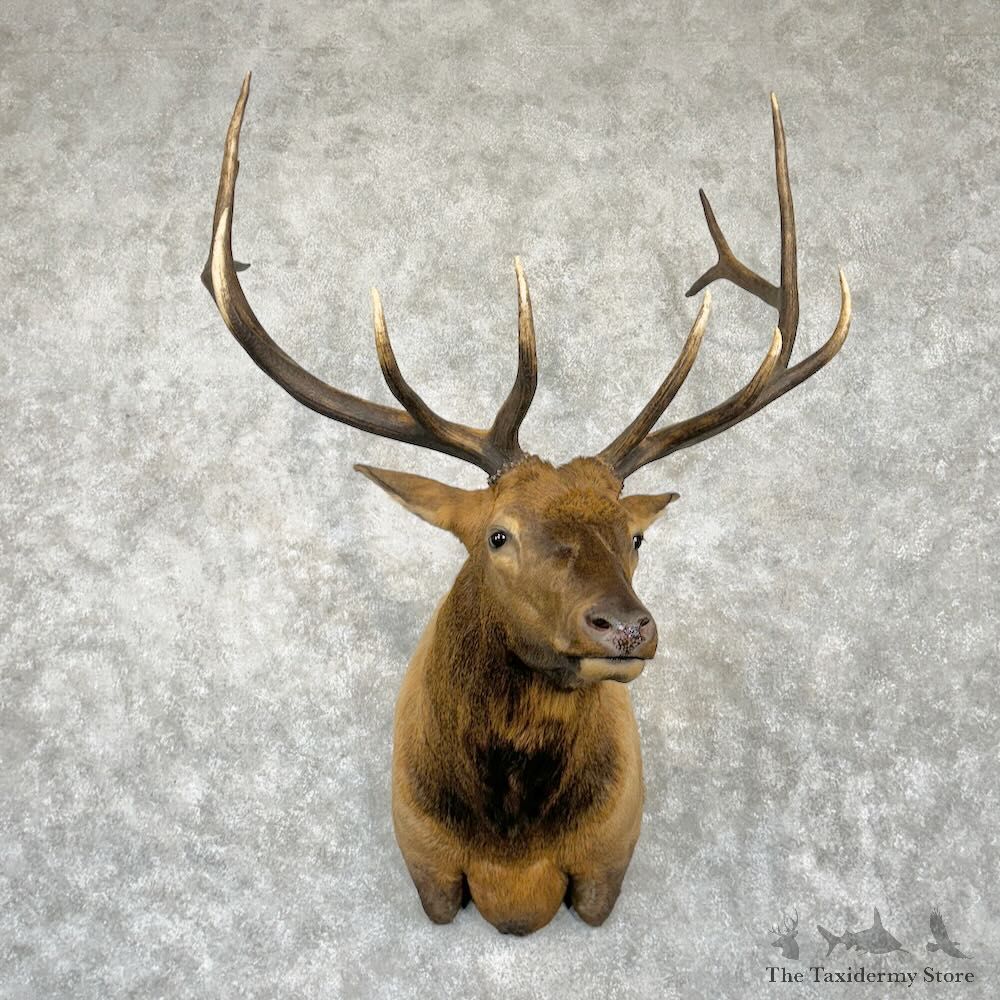 Rocky Mountain Elk Shoulder Mount For Sale #29024 @ The Taxidermy Store