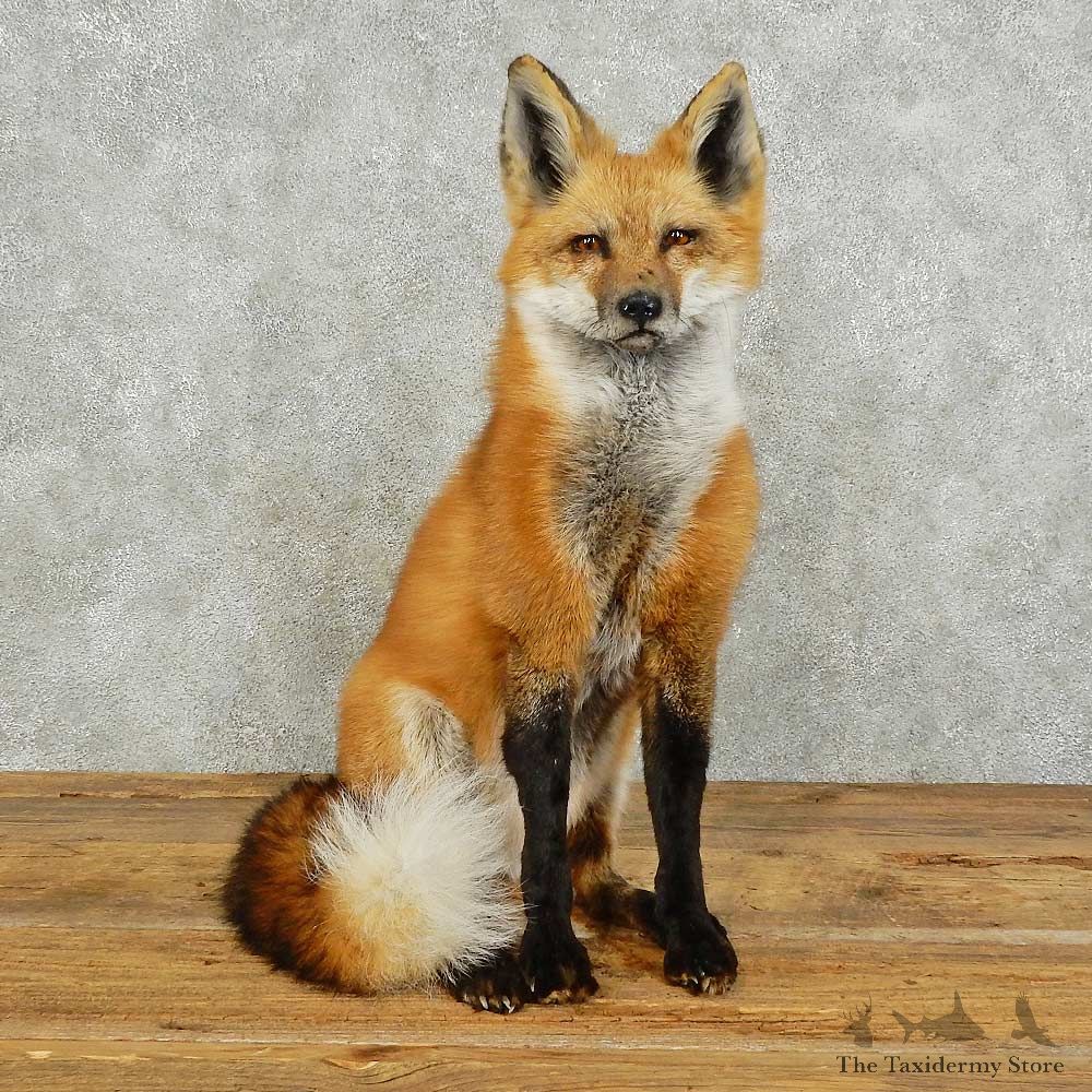 Red Fox Life-Size Mount For Sale #16033 @ The Taxidermy Store