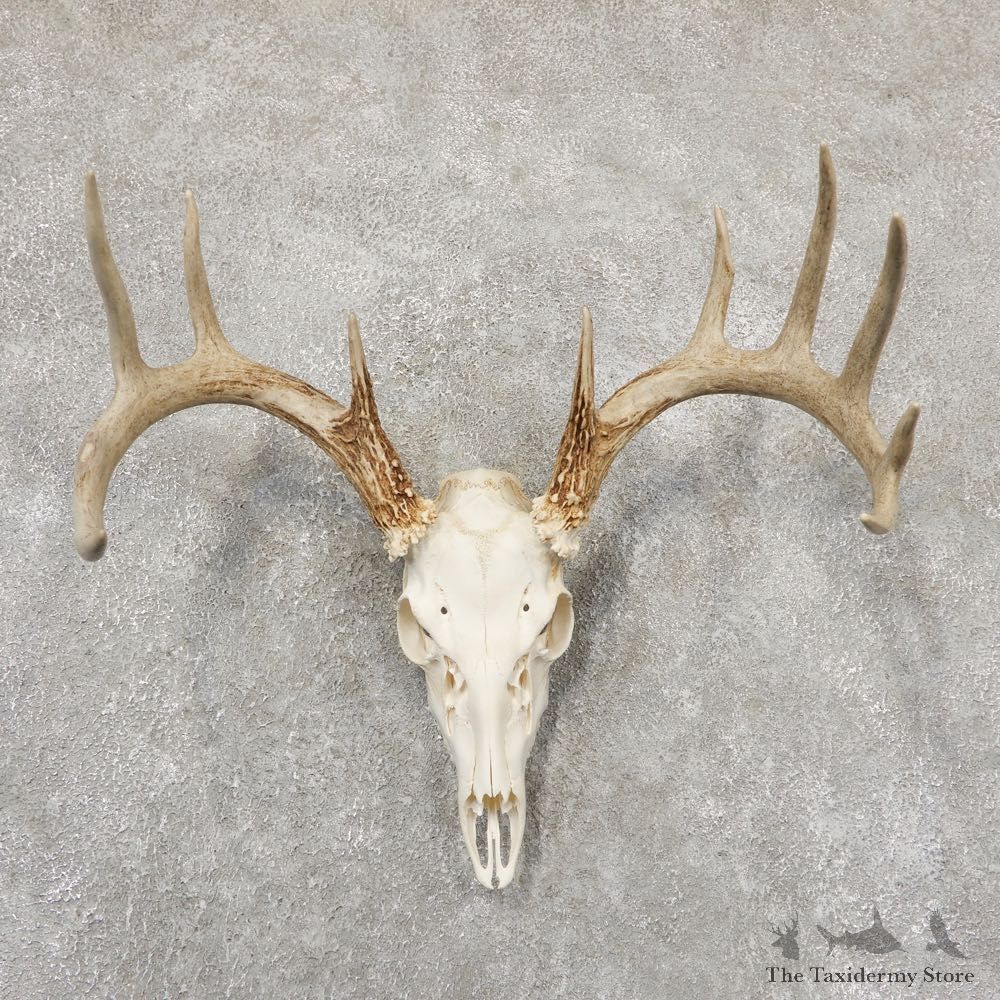 Whitetail Deer Skull European Mount For Sale #18938 @ The Taxidermy Store