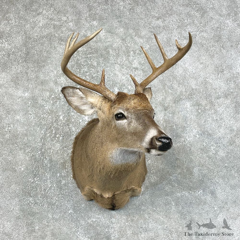 Whitetail Deer Shoulder Mount #25471 For Sale - The Taxidermy Store