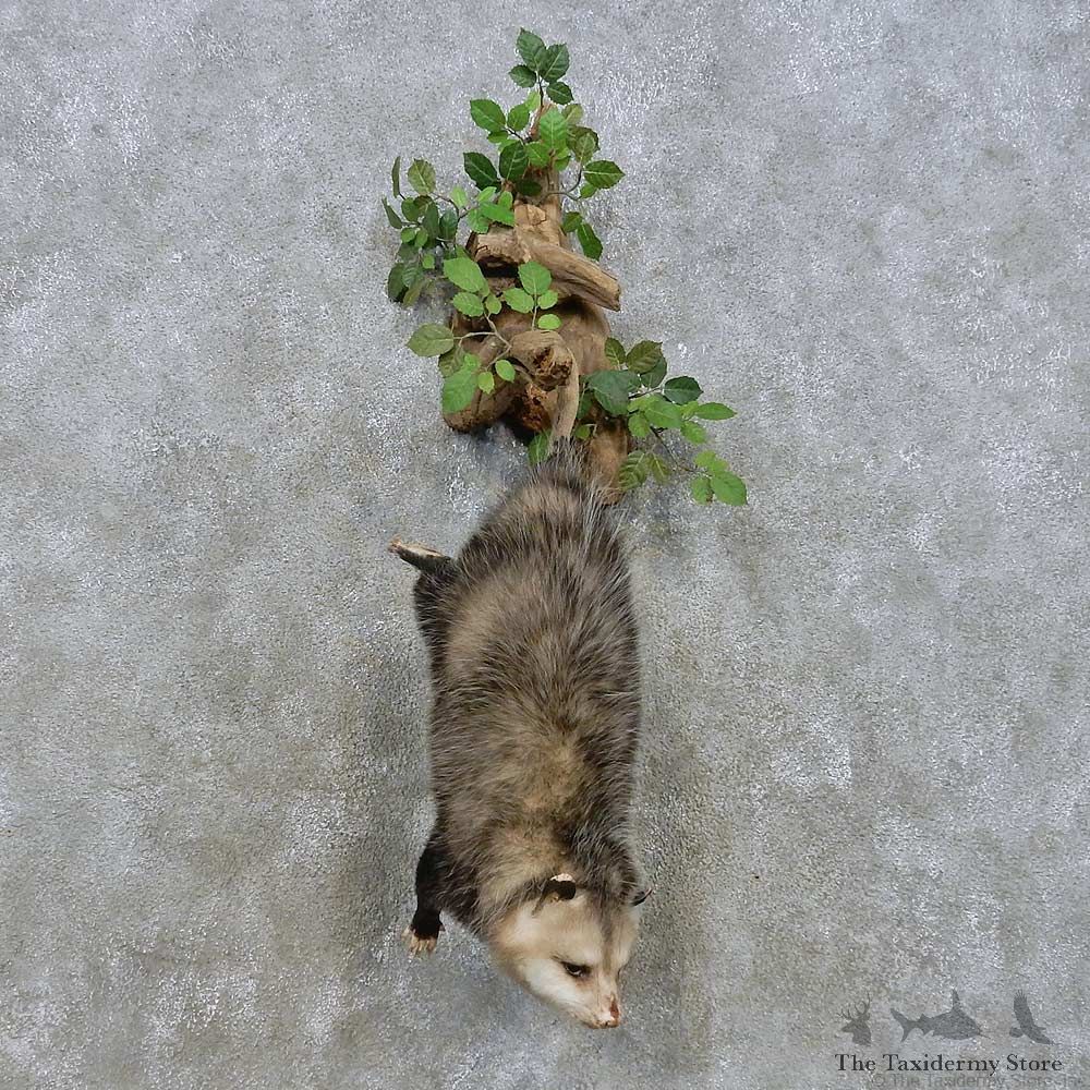 Hanging Opossum Mount For Sale #14904 @ The Taxidermy Store
