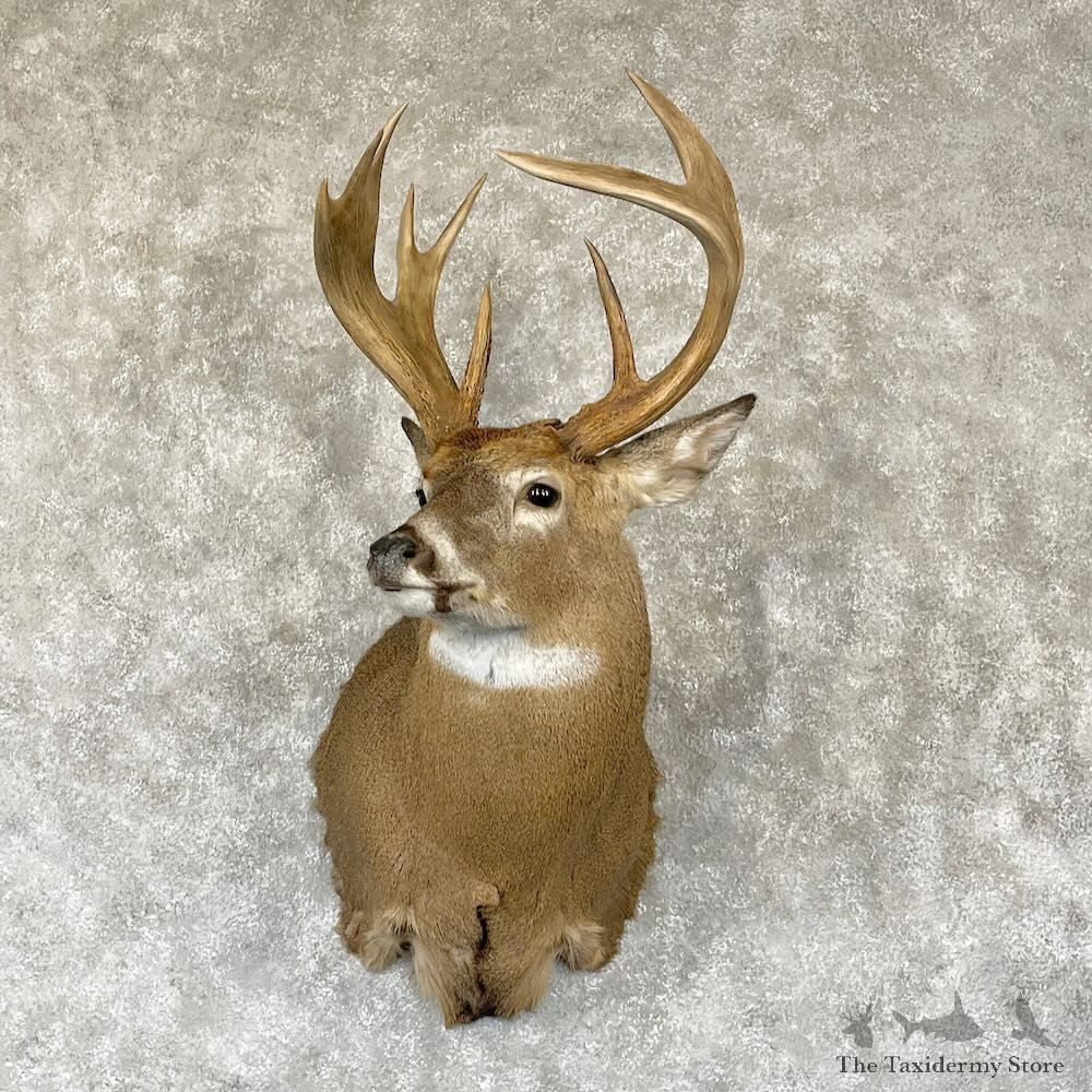 Whitetail Deer Shoulder Mount For Sale #28168 - The Taxidermy Store