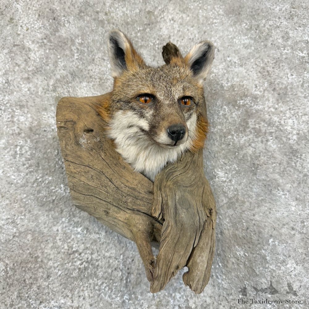 Gray Fox Head Mount For Sale #29691 @ The Taxidermy Store