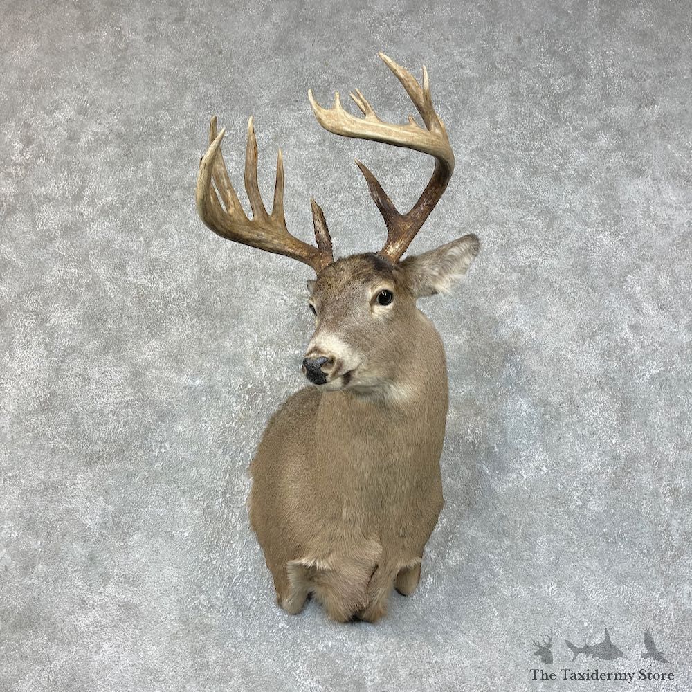 Whitetail Deer Shoulder Mount #25428 For Sale - The Taxidermy Store