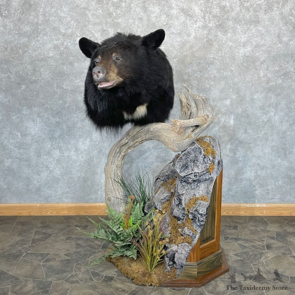 Black Bear Pedestal Mount For Sale #28097 @ The Taxidermy Store