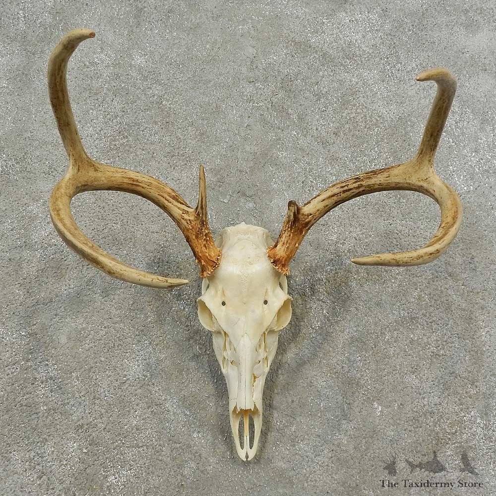 Whitetail Deer Skull European Mount For Sale #16888 @ The Taxidermy Store
