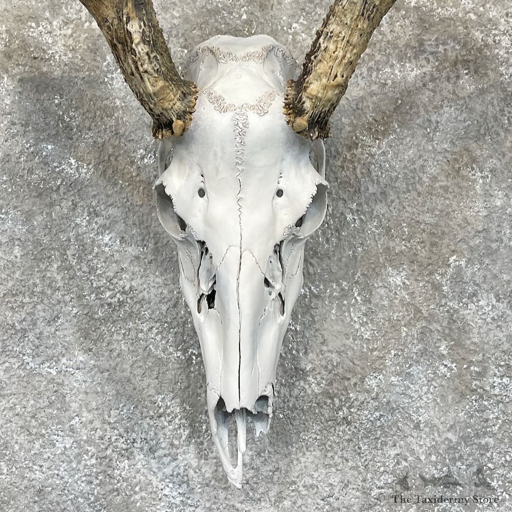 Whitetail Deer Skull European Mount For Sale #28269 @ The Taxidermy Store