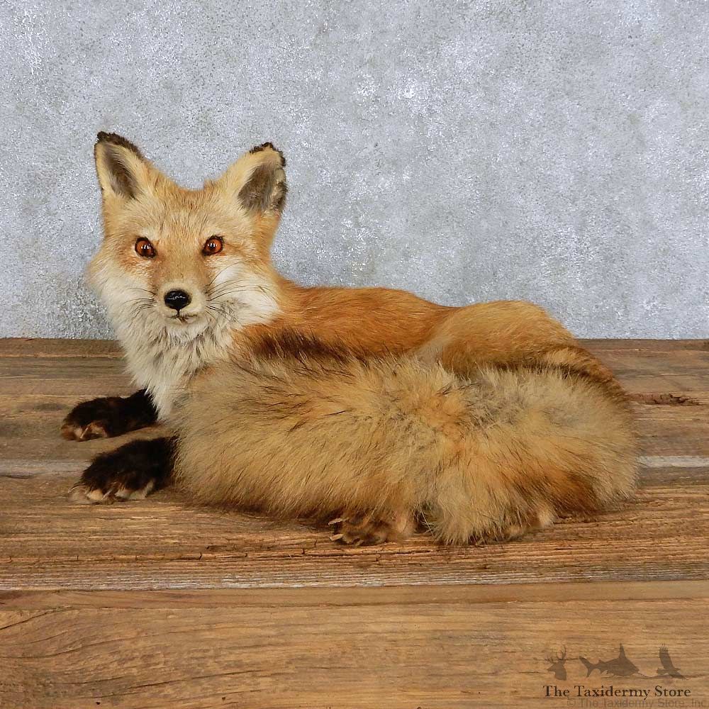Red Fox Life-Size Mount For Sale #14407 @ The Taxidermy Store