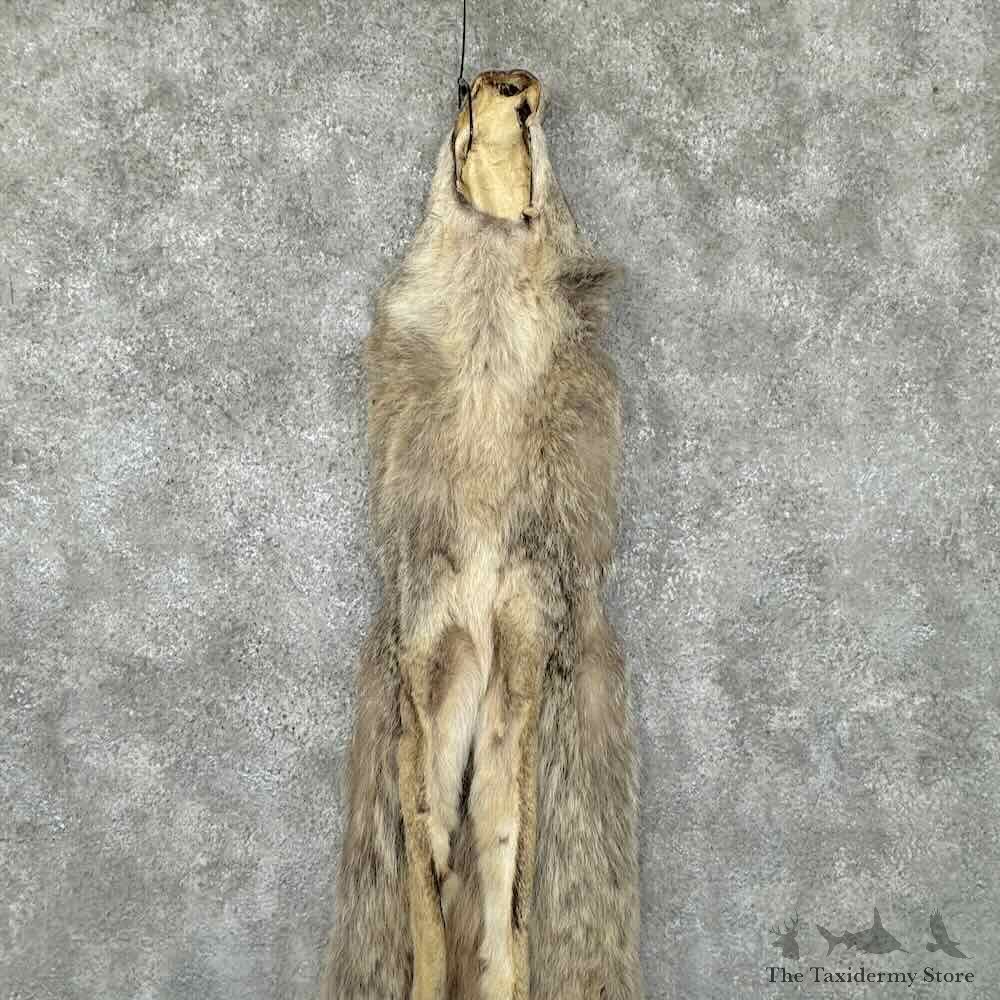 Coyote Dressing Tanned Hide For Sale #30945 @ The Taxidermy Store