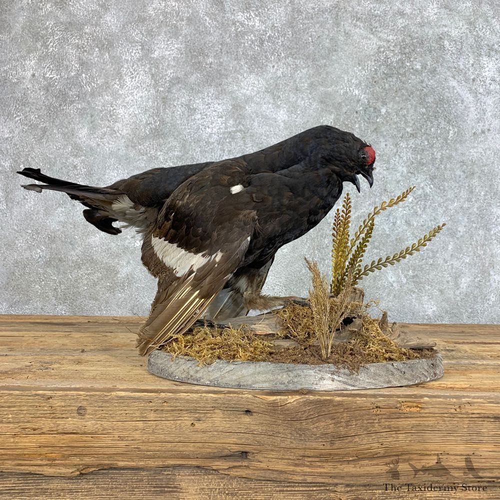 Black Grouse Bird Mount For Sale #22822 @ The Taxidermy Store