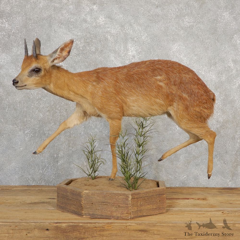 Cape Grysbok Antelope Life Size Mount For Sale #28894 @ The Taxidermy Store