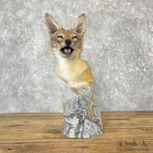 African Black-backed Jackal Shoulder Taxidermy Mount #25056 For Sale @ The Taxidermy Store