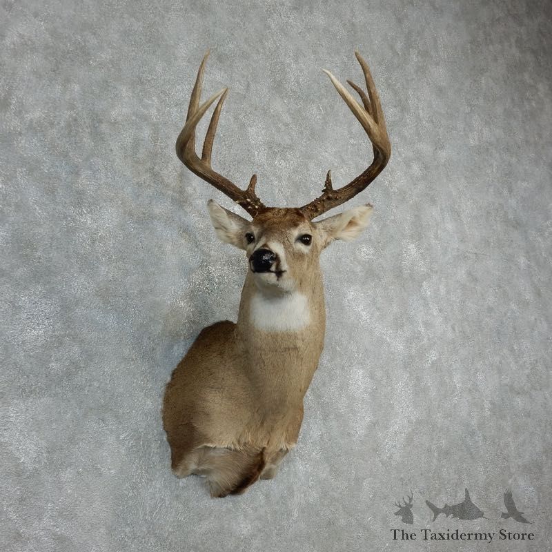 Whitetail Deer Shoulder Mount #18070 For Sale - The Taxidermy Store
