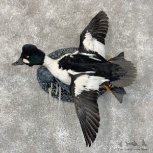 American Goldeneye Duck Mount For Sale #30108 @ The Taxidermy Store