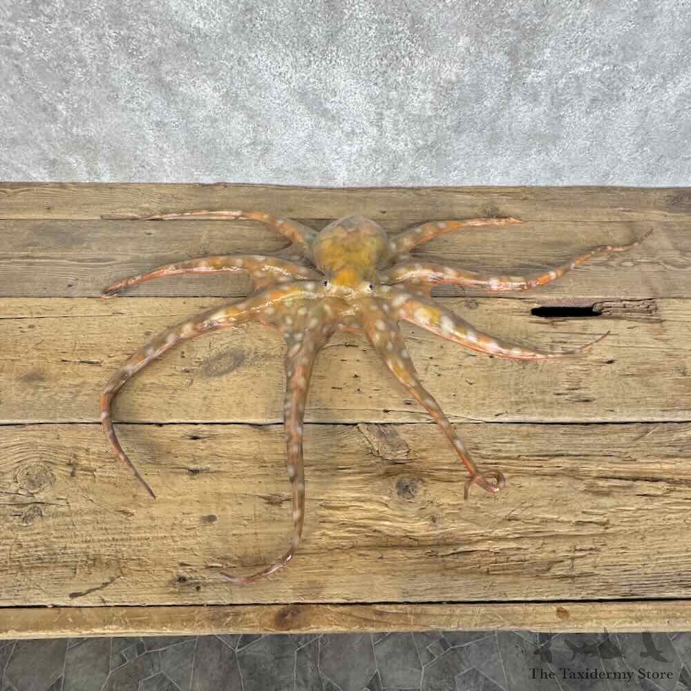Reproduction Octopus Life-Size Mount For Sale #31126 @ The Taxidermy Store