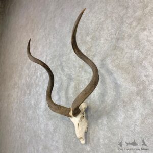 Greater Kudu Skull European Mount For Sale #21836 @ The Taxidermy Store