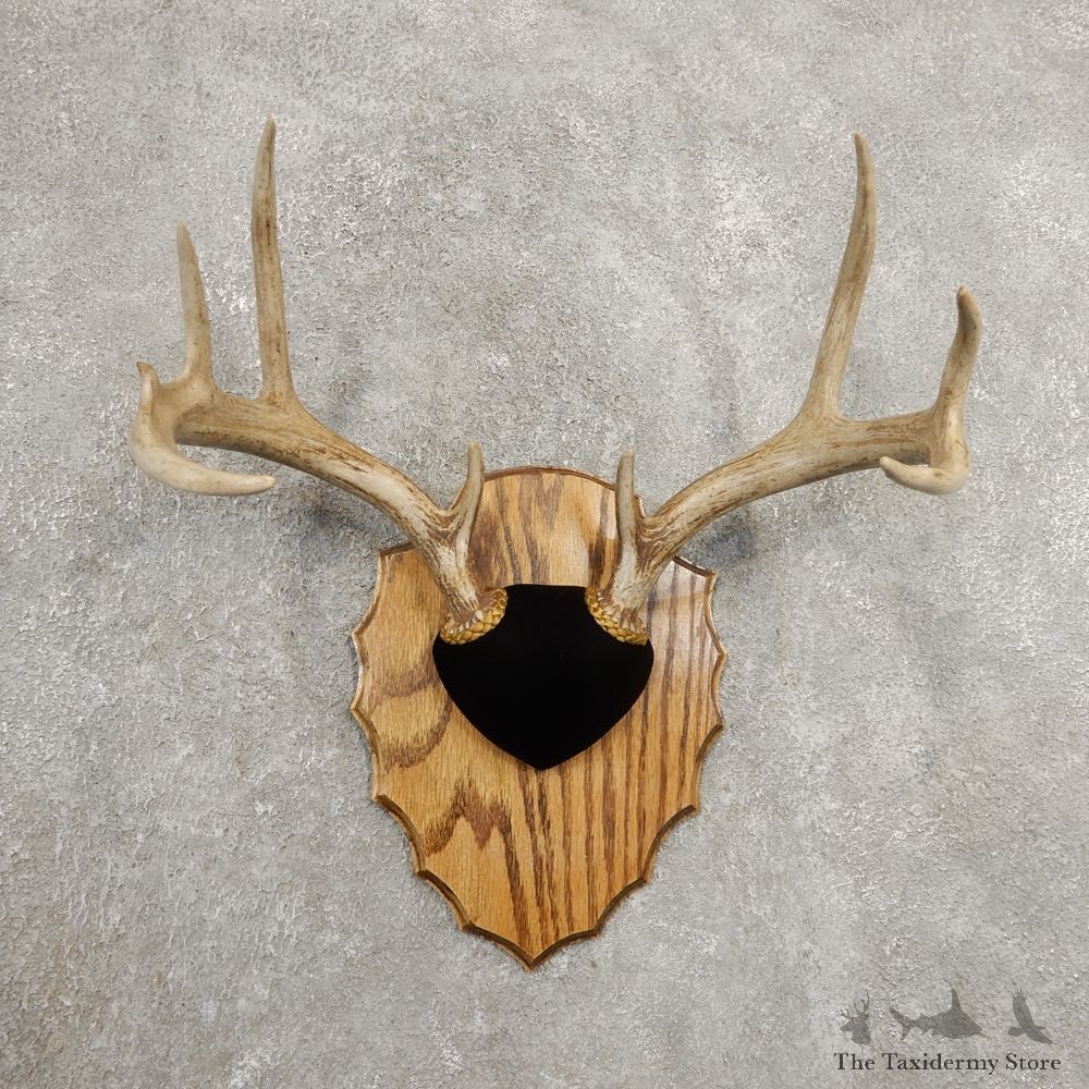 Whitetail Deer Antler Plaque Mount For Sale #20992 @ The Taxidermy Store