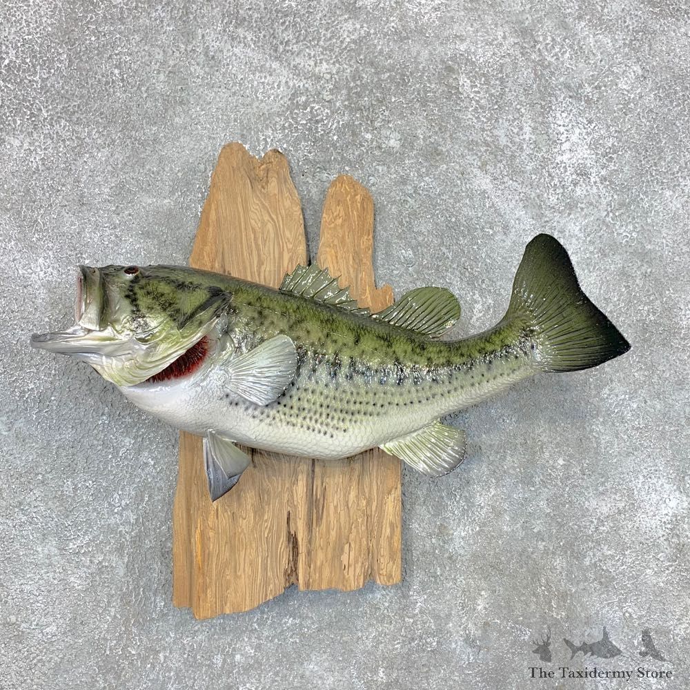 Largemouth Bass Fish Mount For Sale #22498 @ The Taxidermy Store