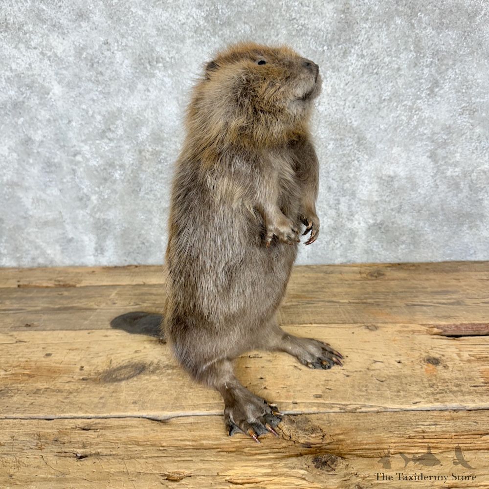 North American Juvenile Beaver Mount For Sale #29512 @ The Taxidermy Store