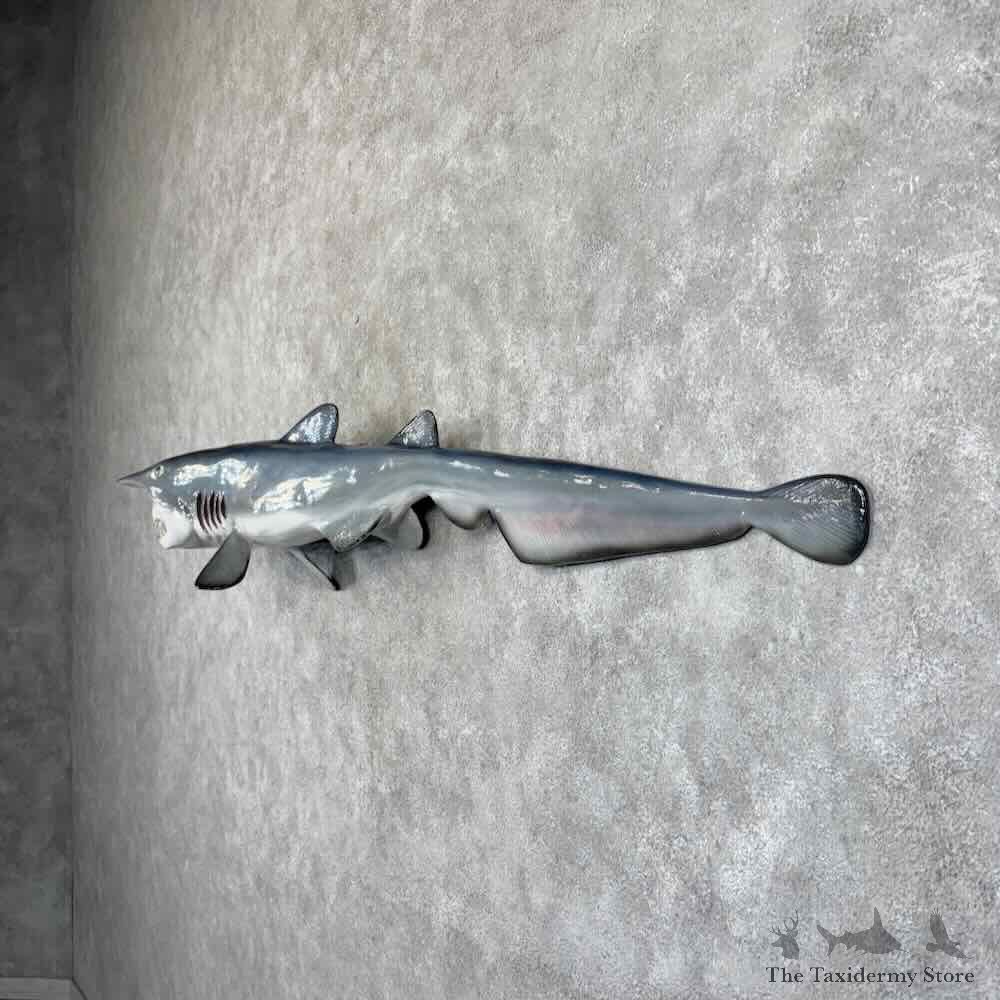 Goblin Shark Reproduction Mount For Sale #31854 @ The Taxidermy Store